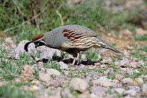 Gambel's quail {Callipepla gambelii} Arizona, USA.