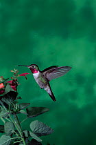 Broad tailed hummingbird feeding {Selasphorus platycercus} Arizona, USA.