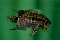 Tilapia fish {Tilapia sp} captive occurs Mozambique
