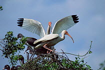 White ibis pair + chicks at nest {Eudocimus albus} USA.