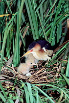 Least bittern with chick and egg at nest {Ixobrychus exilus} Florida, USA.