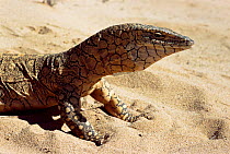 Perentie / giant monitor lizard {Varanus giganteus} catpive, NT, Australia