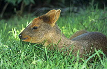 Southern pudu deer (Pudu puda) female on ground, captive, from Chile, Endangered species