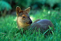 Southern pudu deer {Pudu pudu} captive, endangered, Chile