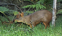 Southern pudu deer (Pudu puda) male feeding, captive, from Chile, Endangered species