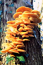 Velvet shank fungi {Flammulina velutipes} Bristol, UK.