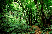 Endemic Canary laurel forest {Ocotea foetens} Los Tilos, La Palma, Canary Is.