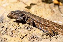 Canary lizard {Gallotia galloti palmae} male, La Palma, Canary Is