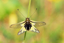 Owlfly {Libelloides coccajus} Bavaria, Germany