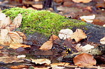 European fire salamander in breeding pool {Salamandra salamandra} Bavaria, Germany