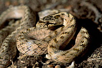 Southern smooth snake {Coronella girondica} Provence, France