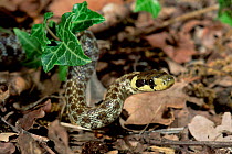 Aesculapian snake, juvenile {Elaphe longissima} Provence, France