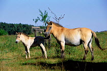 Przewalski horse + foal {Equus ferus przewalski} Bavaria, Germany
