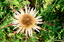 Carline thistle flower {Carlina aucalis} Bavaria, Germany