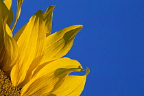 Detail of Sunflower flower {Helianthus annuus} Germany