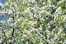 Wild cherry tree in blossom {Prunus avium} Germany