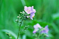 Jacob's ladder flower {Polemonium caeruleum} Germany