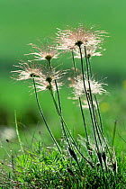 Pasque flower seedheads {Pulsatilla vulgaris} Germany
