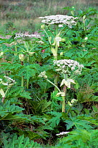 Giant hogweed {Heracleum mantegazzianum} pest species, introduced, Germany