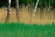 Common reed {Phragmites australis} with previous year's and new growth, Germany