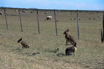 Patagonium cavy and sheep fence {Dolichotis patagonum} Patagonia, Argentina