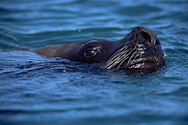 Patagonia sealion, male with head just above water {Otaria flavescens} Patagonia, Argentina