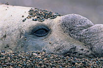 Southern elephant seal {Mirounga leonina} Valdez peninsula, Argentina