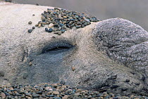 Southern elephant seal  resting {Mirounga leonina} Valdez peninsula, Argentina
