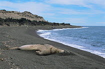 Southern elephant seal on beach {Mirounga leonina} Valdez peninsula, Argentina