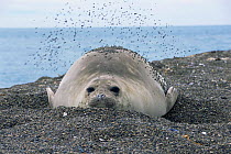 Southern elephant seal digging into beach {Mirounga leonina} Valdez peninsula, Argentina