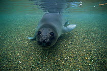 Southern elephant seal pup underwater {Mirounga leonina} Valdez peninsula, Argentina