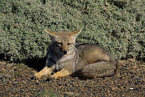 Argentine grey fox sunning {Pseudolopex griseus} Patagonia, Argentina