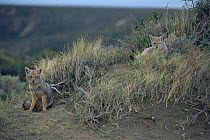 Argentine grey foxes {Pseudolopex griseus} Patagonia, Argentina