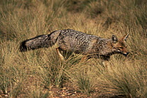 Argentine grey fox {Pseudolopex griseus} Patagonia, Argentina