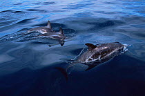 Dusky dolphins {Lagenorhynchus obscurus} Argentina