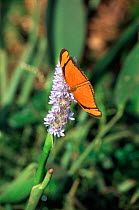 Flambeau butterfly on flower {Dryas iulia} Ibera marshes, Argentina
