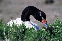 Black necked swan {Cygnus melancoryphus} Patagonia, Argentina