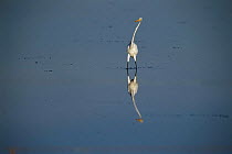 Great egret in lake {Ardea alba} La Pampa, Argentina
