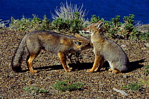Argentine grey fox cubs greeting, Patgonia, Argentina {Pseudolopex griseus}