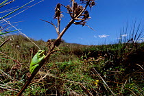 Tree frog {Hyla pulchella cordobae} Condorito NP, Cordoba, Argentina