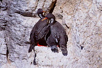 Red legged cormorant pair with juvenile at cliff nest, Patagonia, Argentina