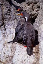 Red legged cormorant pair with juvenile at cliff nest, Patagonia, Argentina