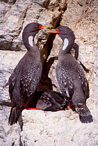 Red legged cormorant pair + juvenile at cliff nest, Patagonia, Argentina