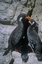 Red legged cormorant {Phalacrocorax gaimardi} adult pair with chick at nest on cliff ledge, Patagonia, Argentina