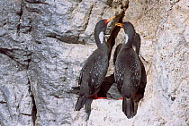 Red legged cormorant pair + juvenile at cliff nest, Patagonia, Argentina