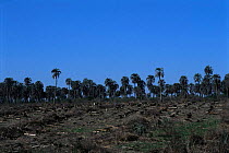 Deforestation of palm forest {Syagrus yatay} Entre Rios province, Argentina