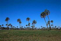 Palm trees {Syagrus yatay} El Palmar National Park, Argentina
