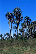 Palm trees {Syagrus yatay} El Palmar Ntional Park, Argentina
