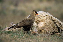 Common caracara feeding on sheep carcass {Caracara plancus} Cordoba, Argentina