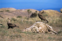 Common caracara displaying on sheep carcass {Caracara plancus} Cordoba, Argentina